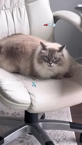 What it’s like WFH with a cat #catsoftiktok #siberiancat #fyp #foryou #cat #viral #zoomies 