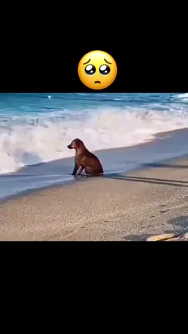 #perritotrizte #dogsad #animals #reflexion#musicatriste #perritopensando #viral#paratii #sinpalabras 