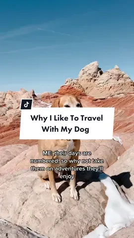 If you know me, you know how much I love my dog and including him in our travels. And tbh, traveling with a dog can be done without losing your mind. So let’s normalize traveling with your dogs and giving them a good life, because before you know it they’re gone 🥺 Make sure to check out my dog friendly travel guides at the link in my bio! #dogs #dogfriendlytravel #dogfriendlyplaces #dogfriendlyhotel #dogfriendly #usroadtrip #dogsoftiktok 