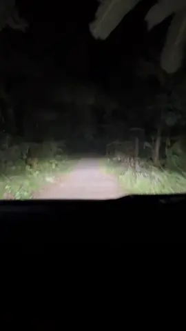 #darkness #forest #quirinoprovince #night #trip #nissan #black #navarra #north 
