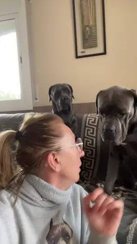 Ya os explicaré si me han echo caso 🤦‍♀️😆 #canecorsoseth#perrostiktokers#anatyaston#perrostiktok#canecorso#mastinitaliano 