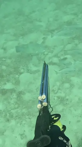 Donkey town, another 9kg tuskie from last trip #fyp #spearfishing #fishing 