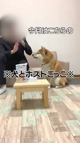 柴町No.ワンホストRG（主人です） #さくらんぼ #おすすめ #柴犬のいる生活 #fypシ 