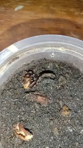 Feeding the trapdoor spider! #trapdoorspider #foryou #fyp 