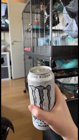 there is only one right way to open cans🦜🌈 #parrotstiktok #parrotslover #macaw #monsterenergy #fun #talkingparrot 