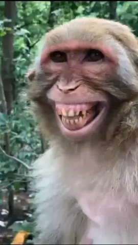 Monkey's Laugh😂😂😂#cutepet #PetsOfTikTok #fyp #cute #pet #funny #monkey #laugh 