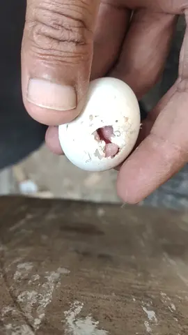 MashAllah New Member #raw_parrot💗 #trending #HaroonAbad #foryou #breedingseason2023 