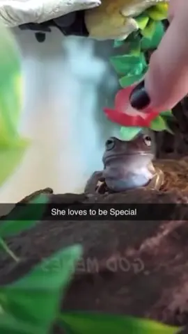 #funnyvideos #memes #frogsoftiktok 