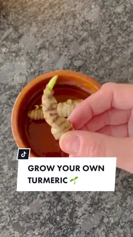 Grow your own Turmeric in pots & containers 🌱💚 It’s actually easy & rewarding to grow Turmeric and the process is similar to Ginger. And this is great because both combined in a juicer would provide you with a very healthy juice. I love to have a shot of them every morning! It’s packed with antioxidants. * Follow me to learn how to grow food in pots & containers on a balcony, terrace or patio * Guidelines to grow your own turmeric in pots : 🌱 Make sure to buy organic one not treated with anti sprout products. Select one that already has the little sprouting eyes.  🌱 You do not need to keep turmeric soaked into water, I only add a bottom layer of water in the beginning and then I spray water every day to keep it humid enough to sprout. Be patient, this can take up to 2 weeks. 🌱 Treat it like an indoor plant, stems will develop. Don’t let the soil dry out and provide it with natural light 🌱 Transplant in a bigger pot outdoor (20L / 3 Gallon) but not before your last spring frost date, it need some warm weather. Make sure to have a fresh & rich soil! 🌱 Add mulch such as straw when transplanted to keep more soil humidity.  🌱 Place it full sun in spring, you can move it to partly shade in summer 🌱 Harvest will come in around 8-9 months. No major maintenance needed apart watering from time to time to not let the soil fully dry Happy Growing & Green Love to you 💚 #plantbased #turmeric #DIY #gardening #growyourownfood #fyfyfy #containergarden #plants 