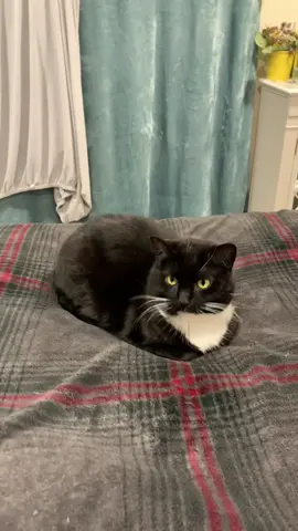 Dingus’ maxwell impression. #thisdingus #cat #maxwell 