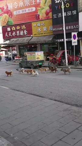 Gangsters , good morning 🐕🐕🐕 #animals #pets #dog #foryou #fyp #gangster 