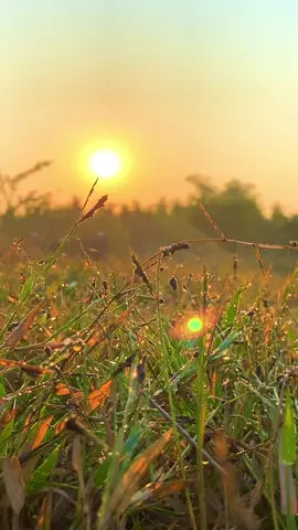“””ทักทายยามเช้าครับ🥰😁🌞🌿”””#เช้าสดใส #เพลงเพราะ #ธรรมชาติ #☘️☘️☘️🌻 #ธรรมชาติสวยงามเสมอ #🥰🥰🥰🥰❤️❤️❤️ 