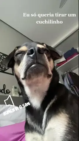 O dia que meu cuchilinho foi cancelado 🐶 #kogmaw #tiktokdog #cochilo #dog #doguinho #fy #foryou 