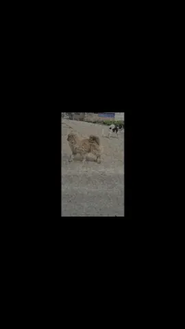 I look forward to your joining in the first live broadcast. Thank you for looking so good.#Outdoors #fyp #foryoupage #lovely #cutedog #tiktoker 