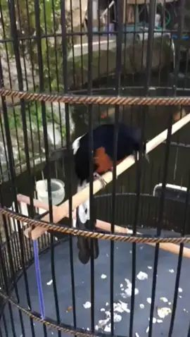 Di kasih tembakan dulu masehh #muraibatuindonesia #muraibatumedan #muraibatumania 