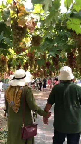 Tak payah pi jauh-jauh, kat Kedah pun ada ladang aggur hehe #grape #gurun #uniqfruitsfarm #uniqfruitsfarmgurun #kedah 