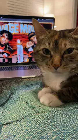 the chillest transition you will ever see #transition #cat #smoothtransition #fyp