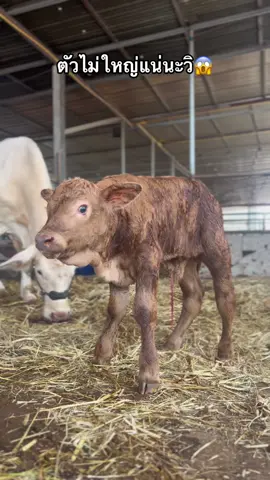 ไม่ดื้อไม่ซนเล๊ยยยย😂 #แวมไพร์ #วัว #บีฟมาสเตอร์ #สัตว์เลี้ยง #ขึ้นฟีดเถอะ 