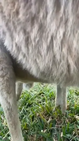#stitch with @Animal EDventure Park & Safari #kangaroo #kangaroopouch #funny #comedyvideo #humour #funnyvideos 