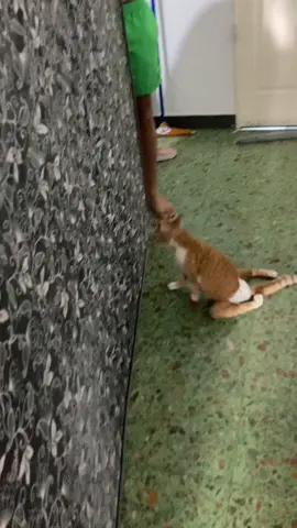 La gata araña #cat #catsoftiktok #gato #tiktokforcat #funnycats #gataaraña 