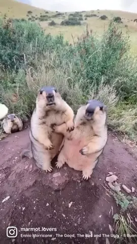 The Wild West of The Chunky Marmots. Would you give them a cookie and protect them like a cowboy?🥕🥰 . . . Marmot Lover merchandise is coming soon! Stay posted😍😍😍 Video credit/ @iz6fvkb(tiktok) #marmot #marmots #groundhogs #groundhog #groundhogsday #gopher #wildlife #amazinganimals #coolanimals #quokka #wildanimals #animalsoftiktok #cutemarmot #cuteanimal #prariedog #prairiedogs #marmotte #murmeltier #pet #PetsOfTikTok #petlovers #groundhogbaby #groundhogday#woodchuck #cynomys #animallovers #petlovers 