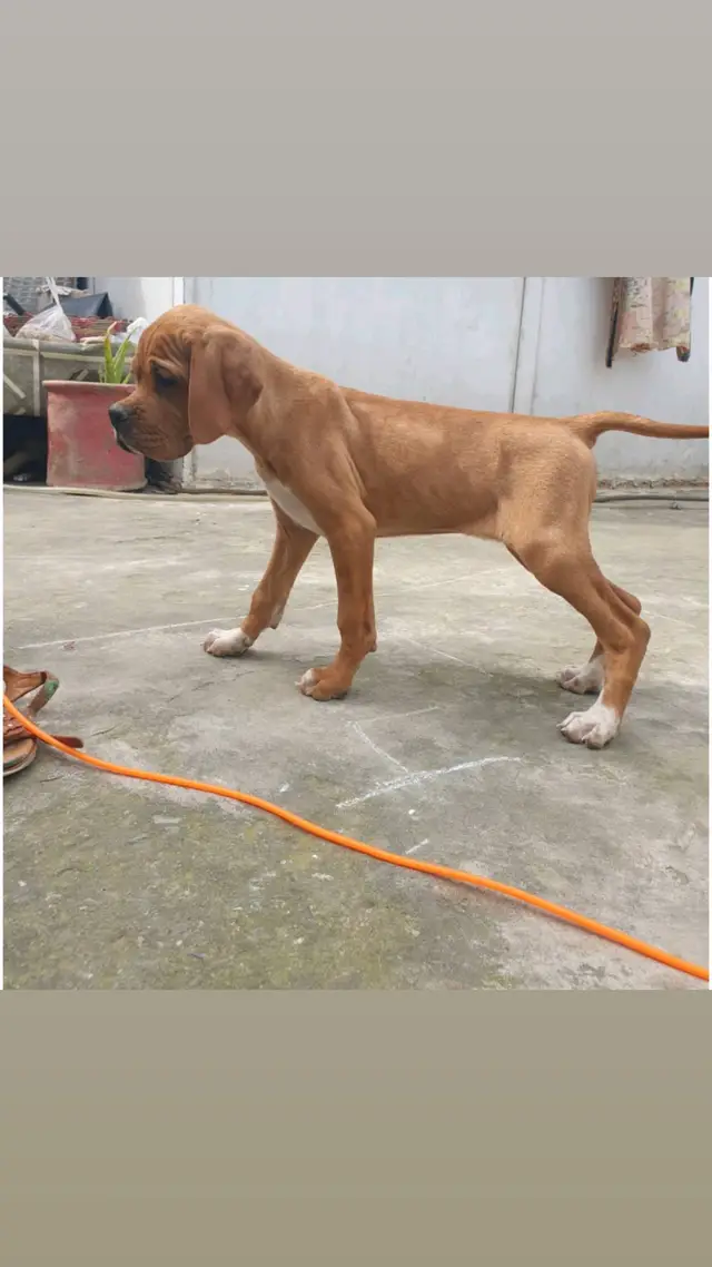 😍😍😍😍😍😍#huntingtiktok #swatkennelclub #foryou #petlover #pets 