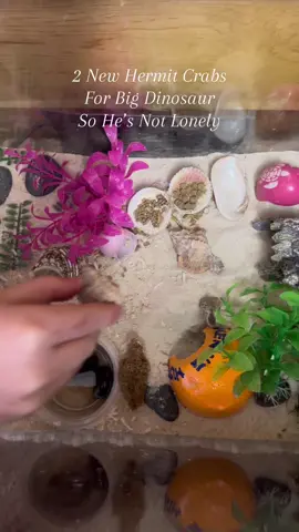 A newly remodeled hermit crab tank with plenty if space and all of the amenities they need for two more guests.  Dinosaur… meet baby Dinosaur 2.0 and Stripes. #hermitcrab #aquarium #petlover #tankprep #hermitcrabs #hermitcrabsoftiktok #hermitcrabcare #hermitcrablife 