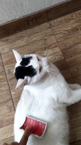 ¿En qué momento me volví #catlover ? #gatos #gstostiktokers #catsoftiktok 