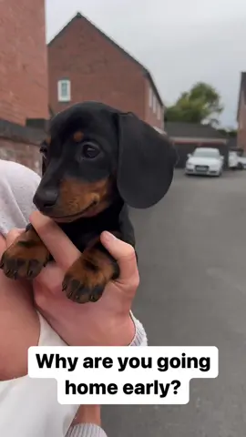 😂 #fyp #dachshund #dachshundsoftiktok #puppy #dog #foryou #doxie #sausagedog #miniaturedachshund #dachshundpuppy 