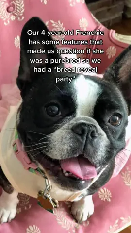 Our version of a gender reveal party #fyp #foryou #dog #dogbreed #frenchie #frenchbulldogs #dogsoftiktok #frenchies #genderreveal #genderrevealparty 