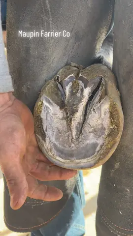 @whoop   #farriersoftiktok #farrier #horse #fyp #asmr #oddlysatisfyingvideo #maupinfarrierco #oddlysatisfying #horsetok #fypシ #horses #horsesoftiktok #farriersontiktok #asmrvideo 