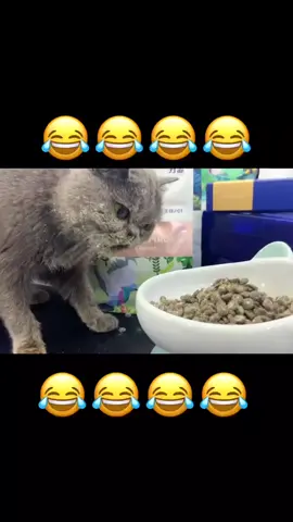 😂#cutecat #funnycat #funnyvideos #cat #funny #foryou #follower 
