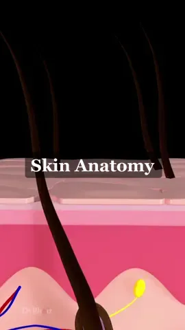 Why Do Have Skin #3d #animation #skin #skinanatomy 