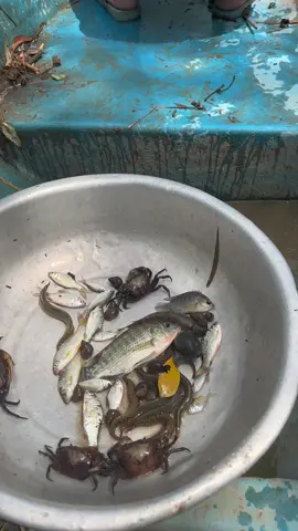 Về quê cắm câu luôn rồi#cá 