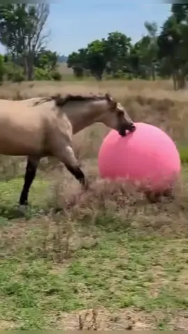 Do you let your horse play with toys? 🐎 The Jolly Mega Ball is a great tool for your horses mental stimulation. Whilst giving them a different way of exercising that encourages natural play behaviours.  Shop the Jolly Mega Ball online or in-store at Greg Grant Saddlery.  #greggrantsaddlery #horseplay #horselovers #saddlery #jollyball #horseexercise #yearling #quarterhorse