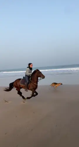 Horses or dogs?  Who is faster?  📷 @Oussama_horserider  #horse #horsesoftiktok #horseriding #horses #horsegirl #horsesontiktok #horselover #horsepower #dog #dogsoftiktok #dogandhorse #equestrian #equestrianlife #equestriangirl #caballos #cavalo #pferd #cheval 