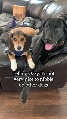 No regrets😈 -Ozzy probably #fyp #foryou #dogsoftiktok #labsoftiktok #beaglesoftiktok 