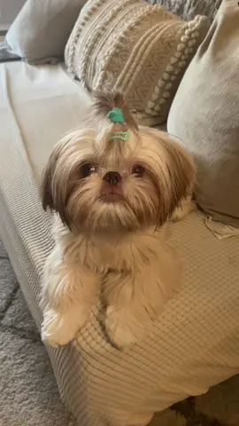 Hi fwends 👋🏽✨ #shihtzupuppy #shihtzusoftiktok #imperialshihtzu 