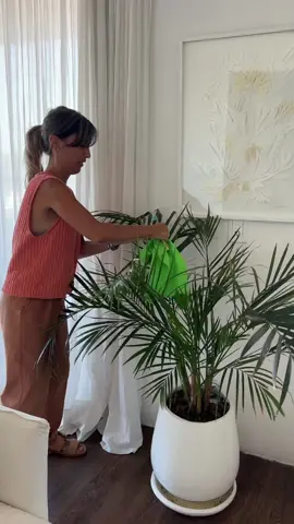 ¿Cómo eliminar las cochinillas de una areca? Aquí está la SOLUCIÓN 🦠🙌🏻👇🏻  1- Pulverizar las hojas con jabón potásico.  2- Con la ayuda de un cepillo de dientes y un trapo, sacar TODAS las cochinillas, tanto de la parte de arriba y abajo de la hoja. ¡Siempre con mucho cuidado de no quebrarla! A ponerle mucho ❤️ y paciencia!  3- 2 cápsulas de Capxan fungicida + 2 cápsulas de Capxan insecticida (colocarlas alternadas).  4- Regar  Probalo y después contame! 💪🏻 #angielookea #cochinilla #areca #hacks #decor #tipsdeco #plantasdeinterior #plantasdecasa 