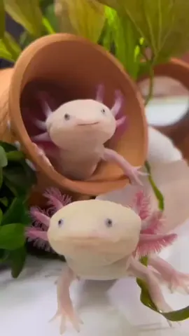 Cuteness 🥰 #axolotlsclub #axolotlsoftiktok #axolotls #axolotl #fyp #axolotllover #animals #foryou #lizards #pets #usa 