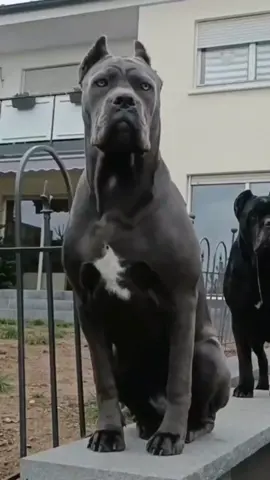 What a king 🙌😱 #canecorso #bigdog #bigdogsoftiktok #bigdogcheck #scary 📽️- canecorsoguardian_of_una_river 