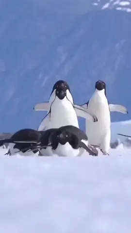 #البطريق عم يرقصوا