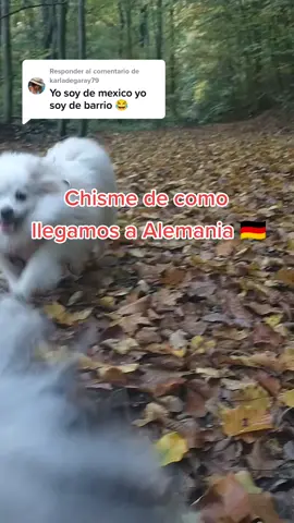 Respuesta a @karladegaray79 Chisme de como llegamos de México a Alemania