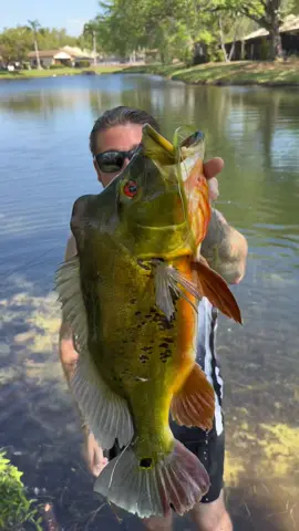 I’ve been seeing this fish for a LONG time! Today we pulled him out! 🔥 @luke_lake_walker #Stackz954 #FloridasFavorite #ExoticExpress 