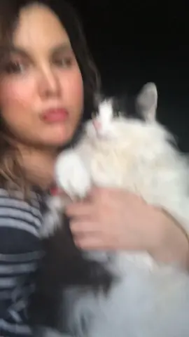 not her trying to escape at the end 😭 #cat #catsoftiktok #kitty #fluffy #bordeaux #frenchiesoftiktok #karmaisacat #taylorswift #karma 