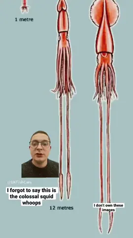 The colossal squid #fyp #colossalsquid #fish