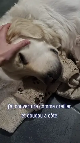 Une nuit avec Scraps 2eme partie. conclusion : il aime dormir et les papouilles 🤣🤣🤣 #Love #funny #humour #viral #dog #dogsofttiktok #chien #pourtoi #goldenretriever #fyp 