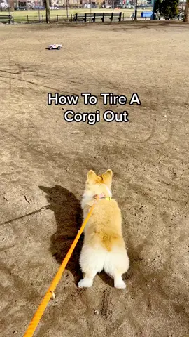 Shake n bake #nascar #speed #dogsoftiktok #corgi 