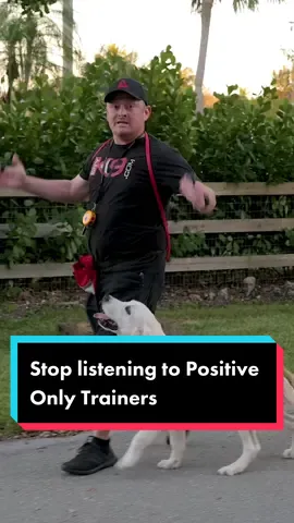 Should You Use Prong Collars and E-Collars? #DogTraining #dog #puppy #dogtrainer #doglover #dogmom #fyp 