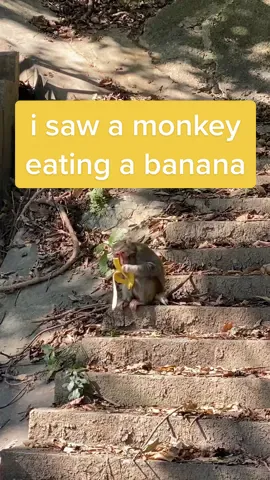 it doesn’t get more monkey than this
